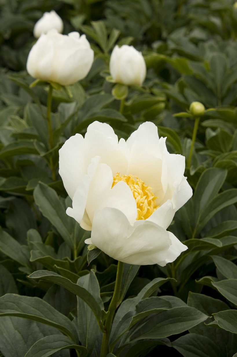 jan-van-leeuwenherbaceous-peony
