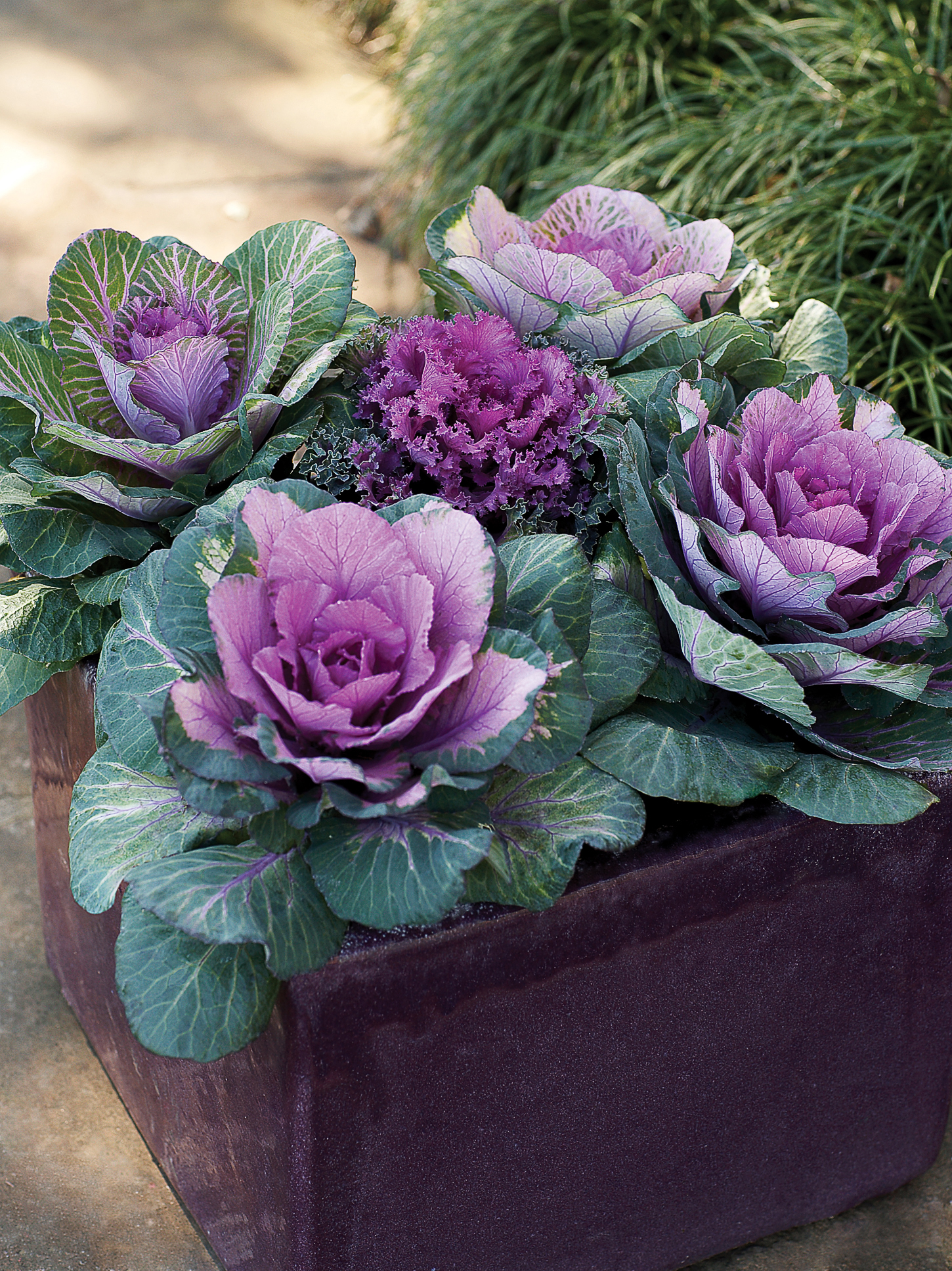 9 Best Plants for Colorful Containers