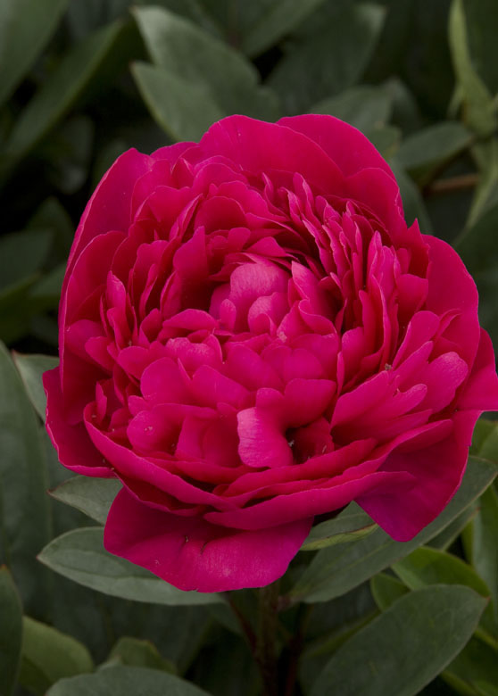 kansasherbaceous-peony