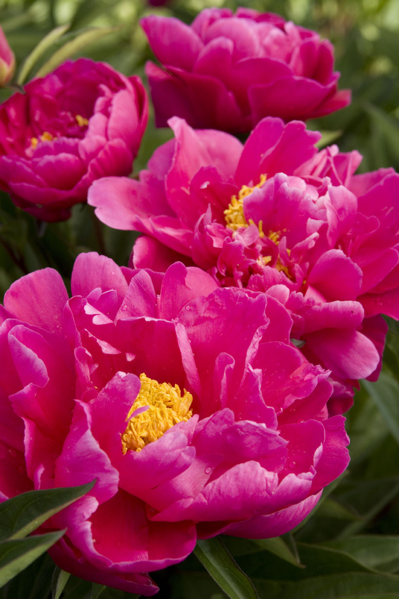 karl-rosenfieldherbaceous-peony