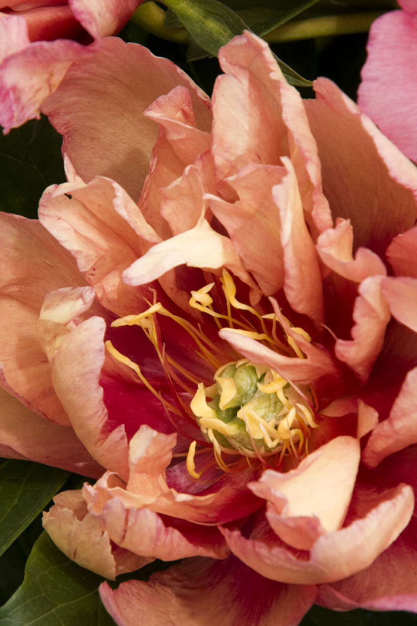 kopper-kettle-itoh-hybrid-peony