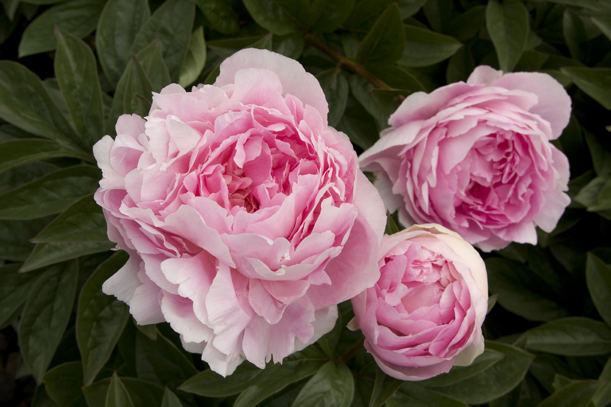 lady-orchidherbaceous-peony