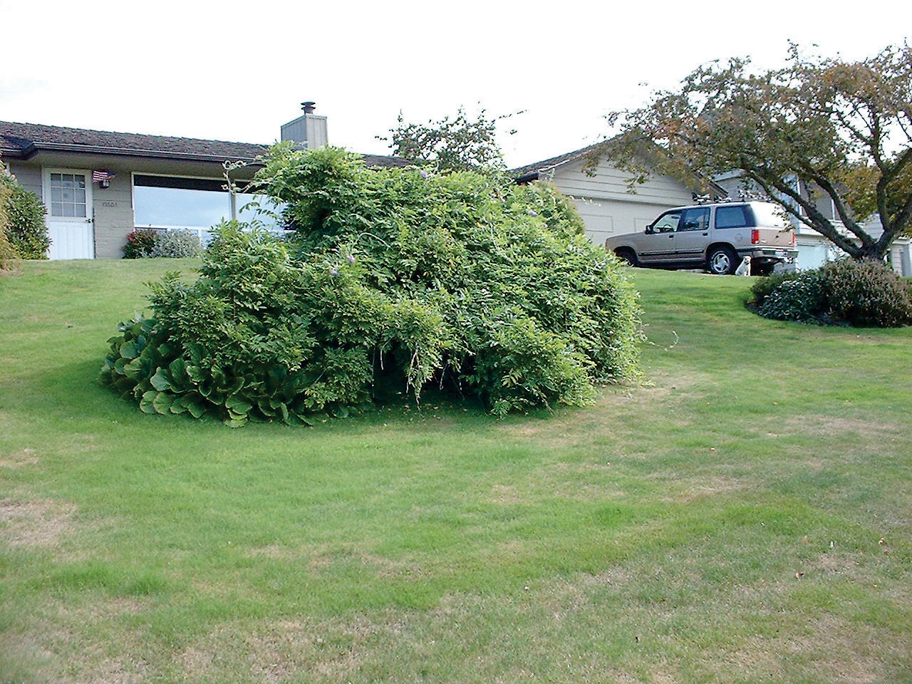 water-efficient-lawn-before