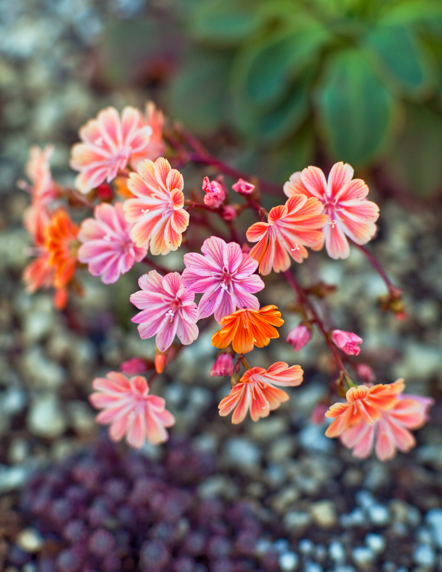 lewisia