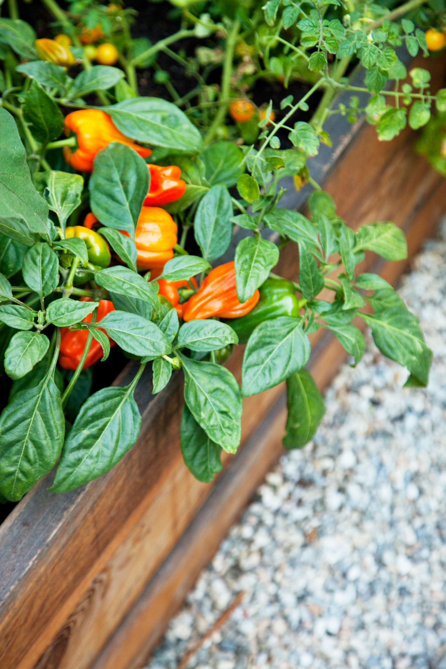 Choosing which vegetables to grow