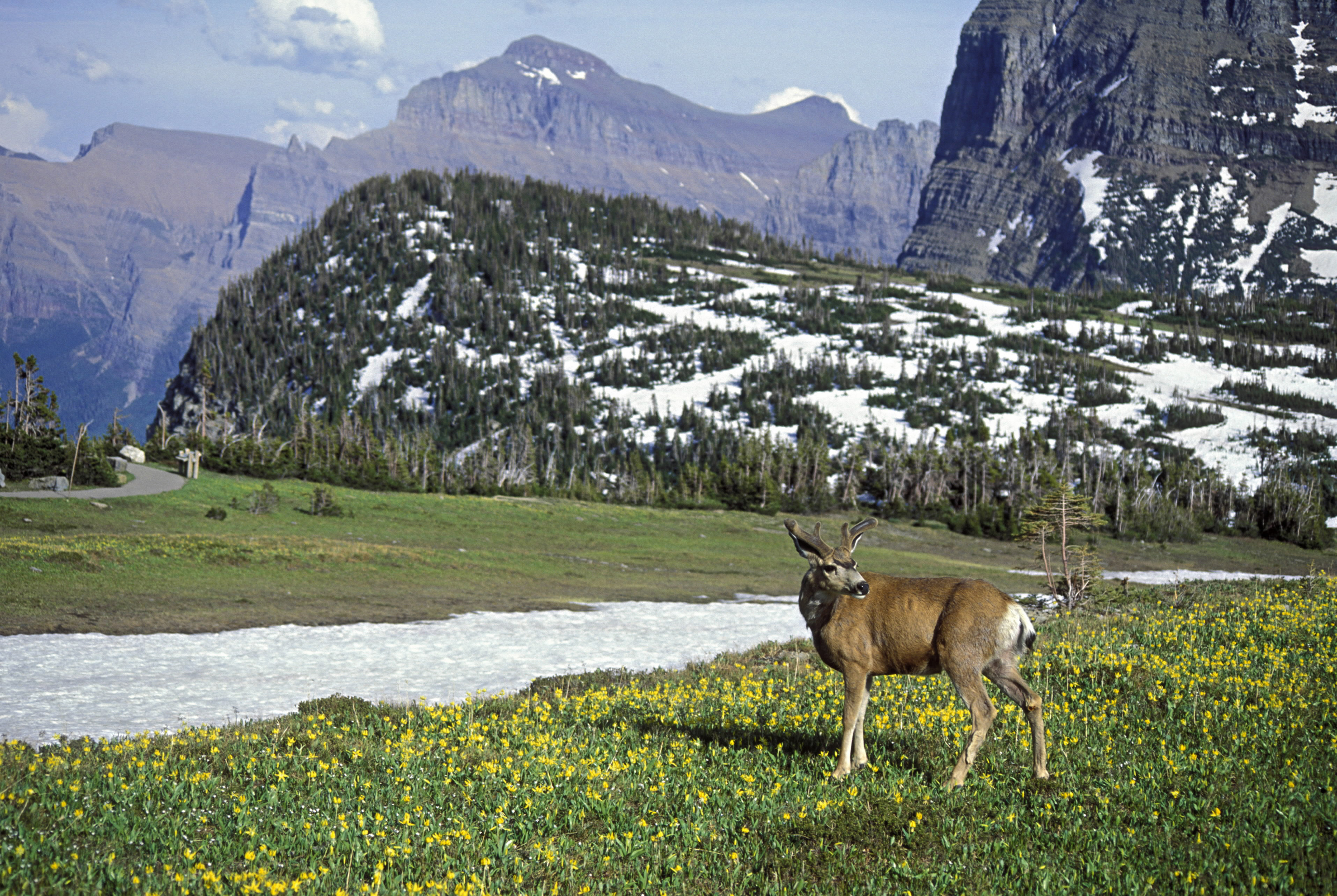 logan-pass