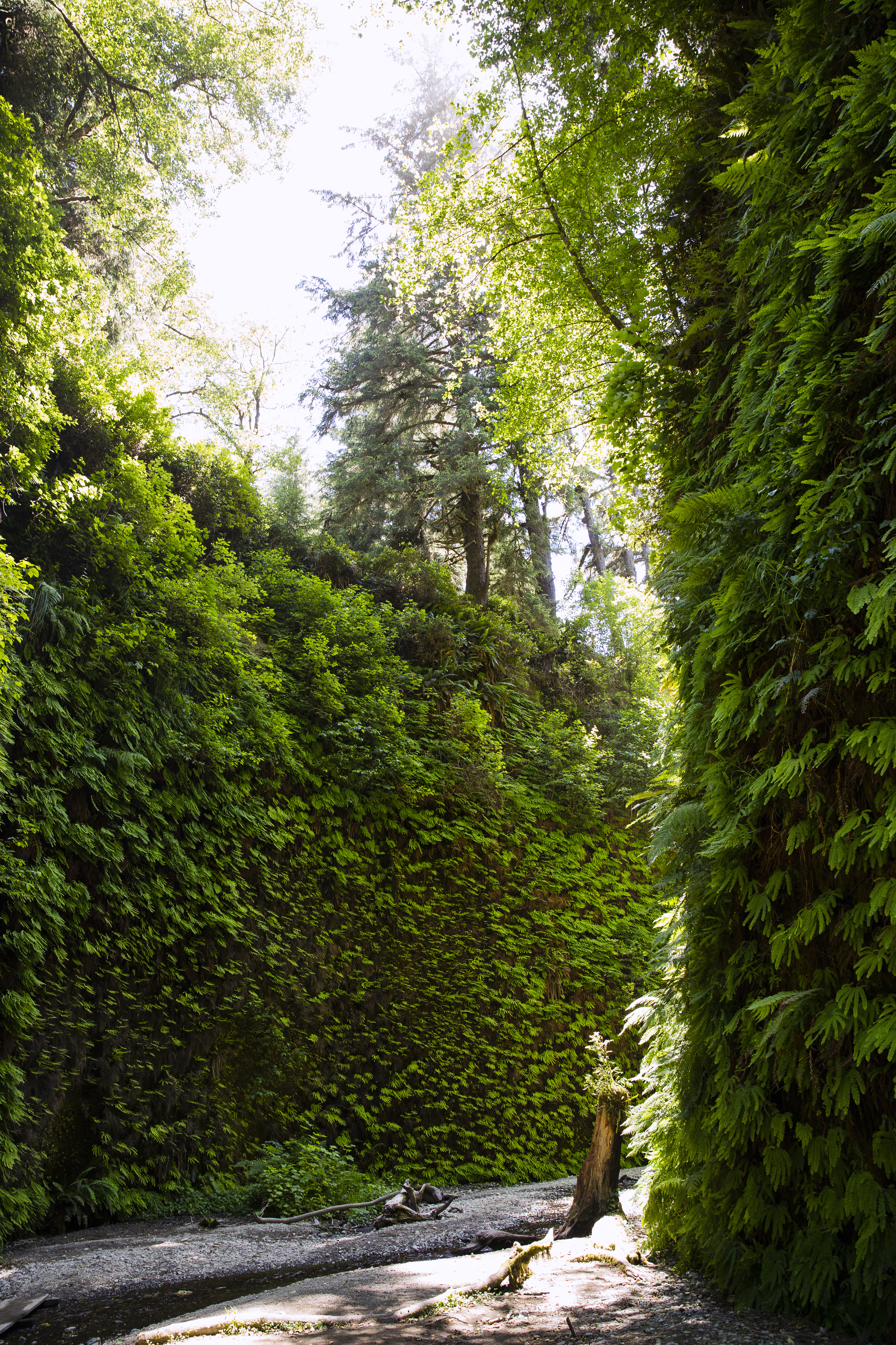 fern-canyon