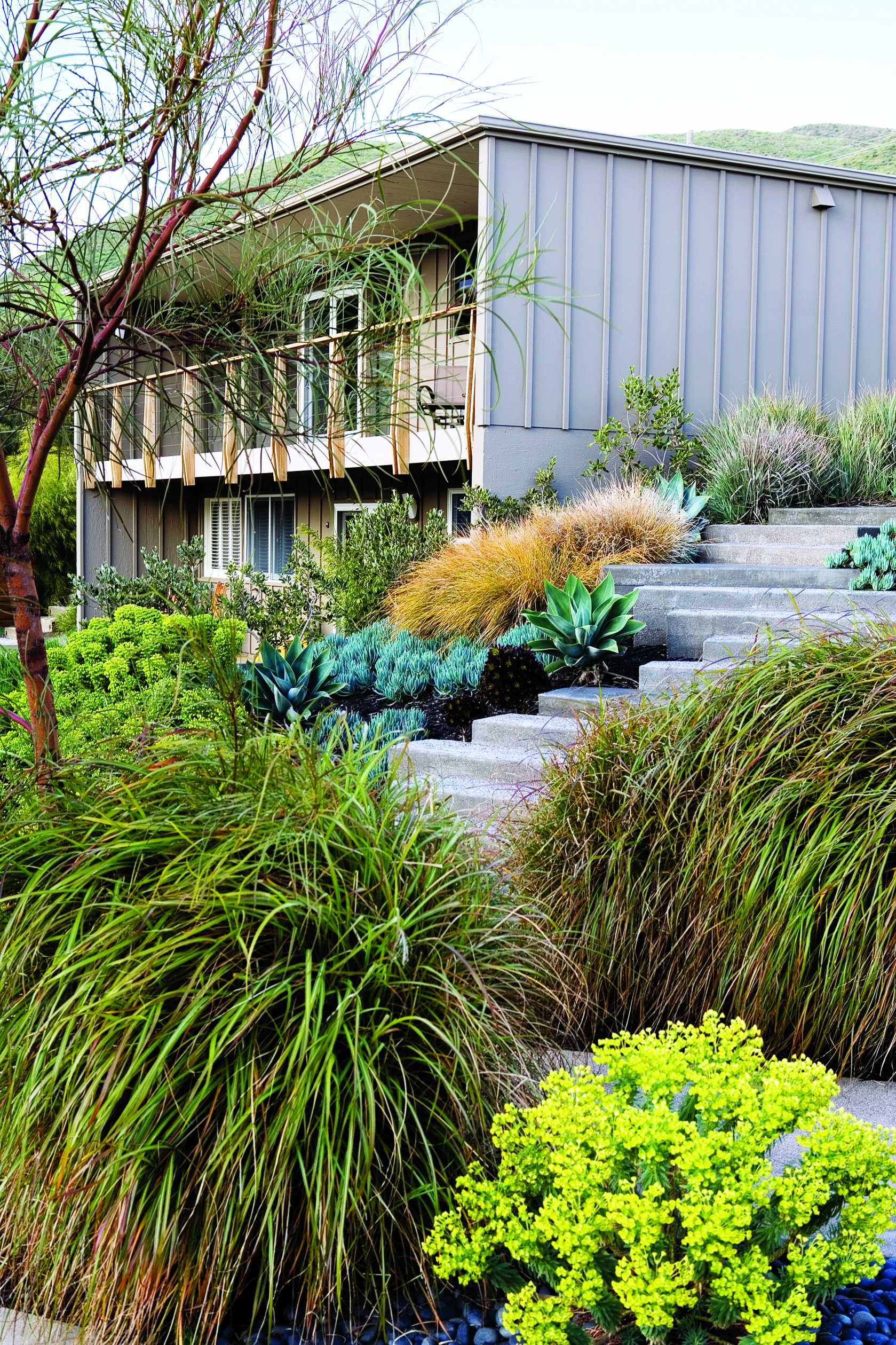 how-to-use-ornamental-grasses