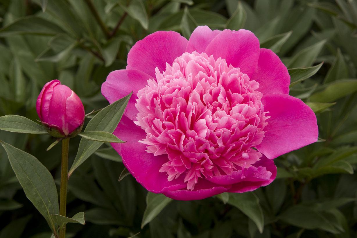 madame-emile-debateneherbaceous-peony