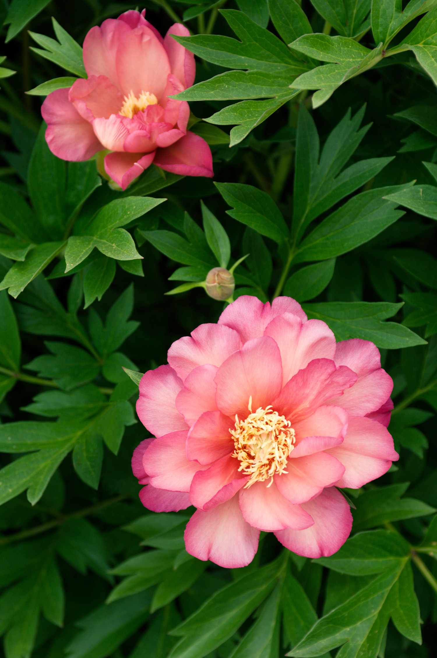 choose-the-right-peony-for-you