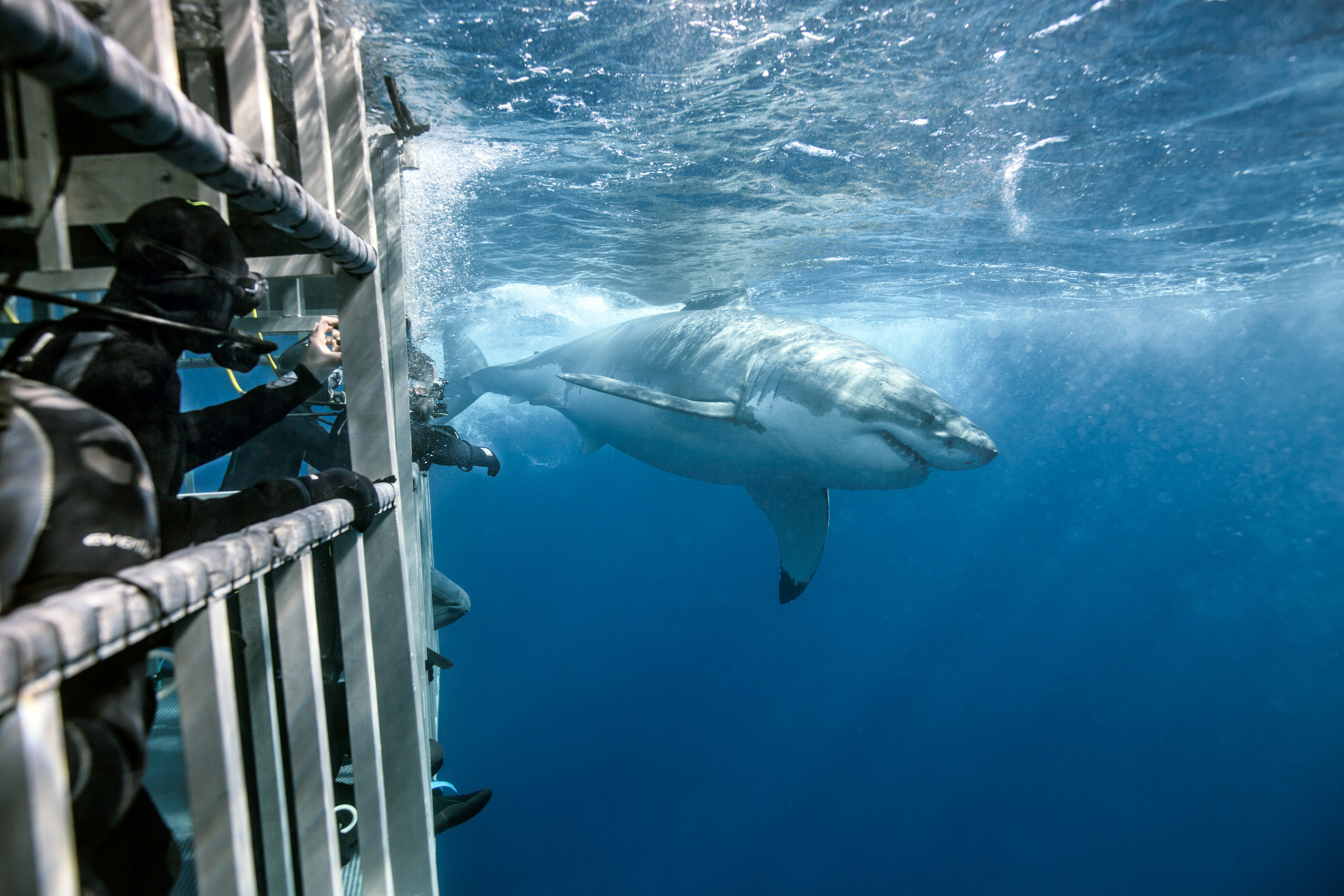 11 Best Wildlife Viewing Experiences