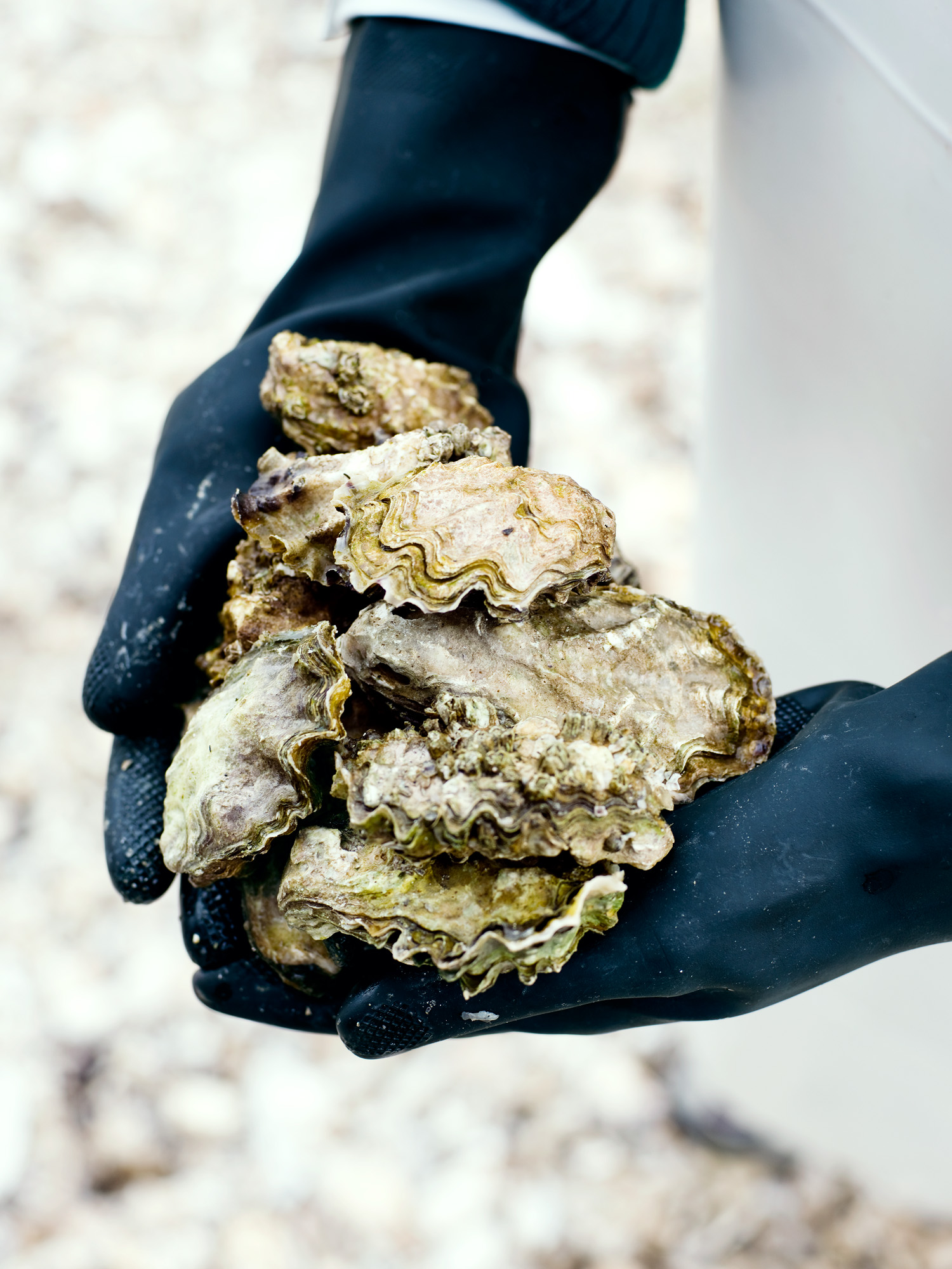 more-amazing-fall-oysters