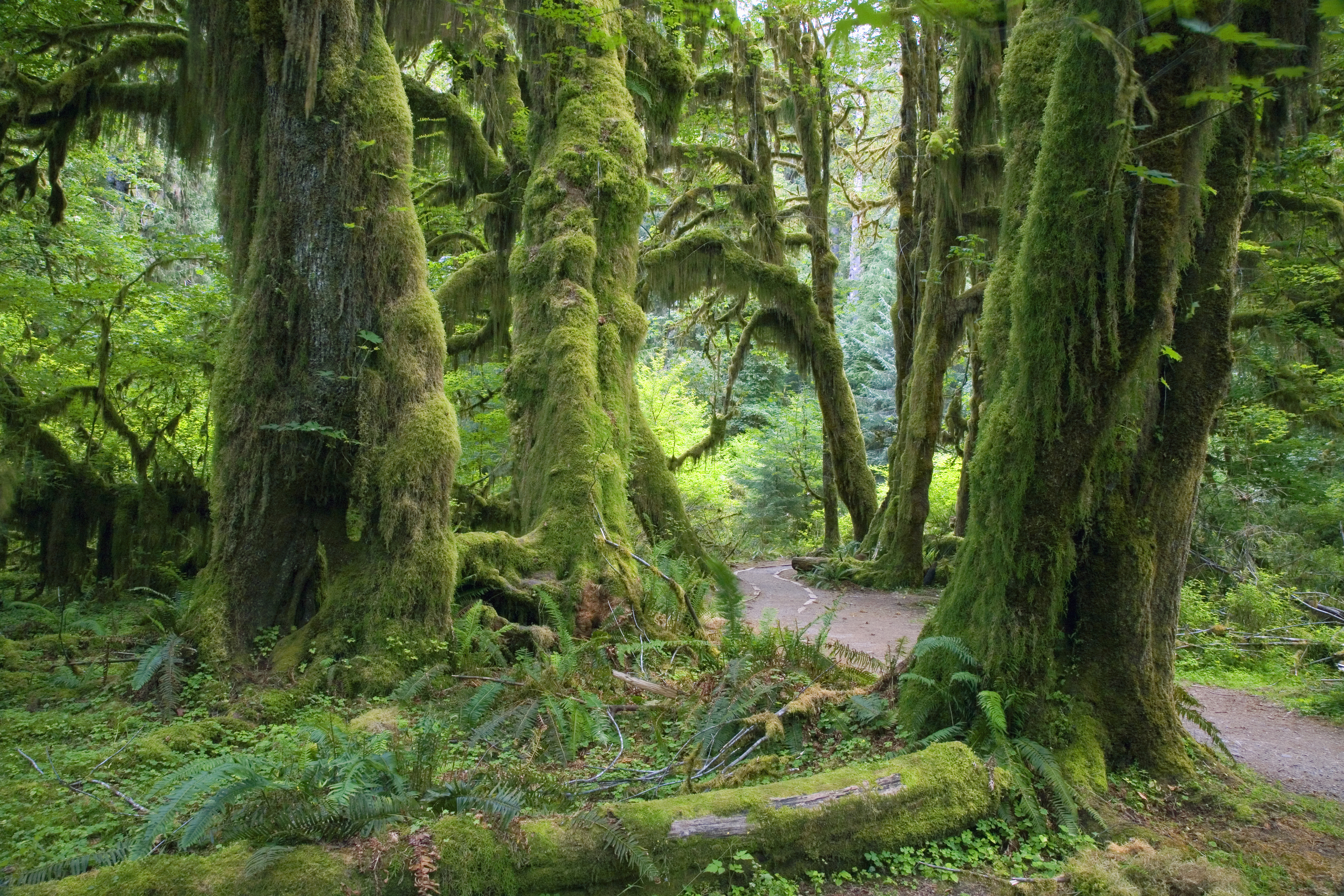 hall-of-mosses-trail-hoh-rain-forest-olympic-national-park-wa