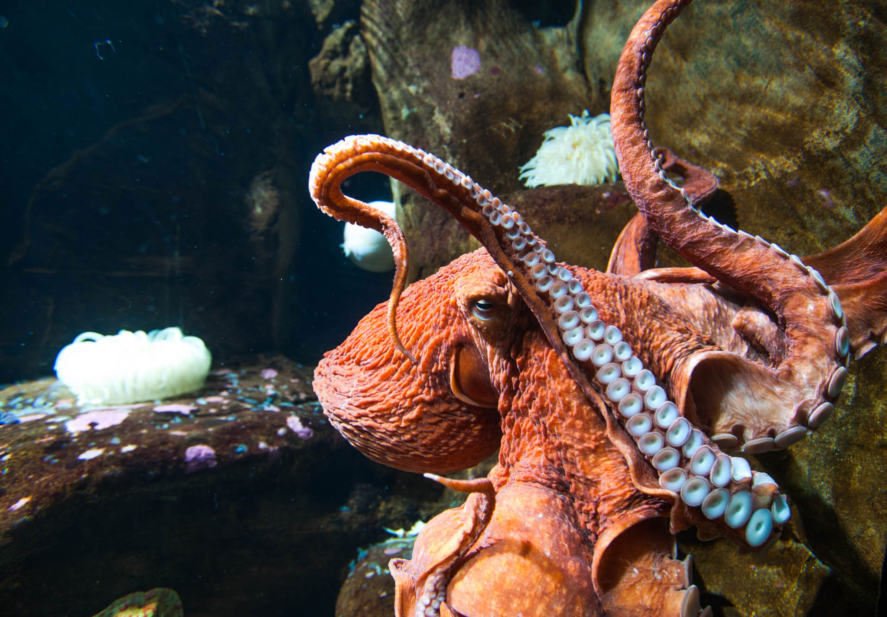 oregon-coast-aquarium