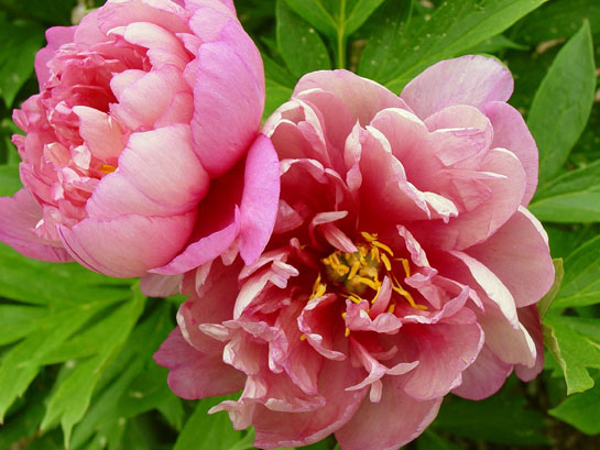 pink-double-dandy-peony