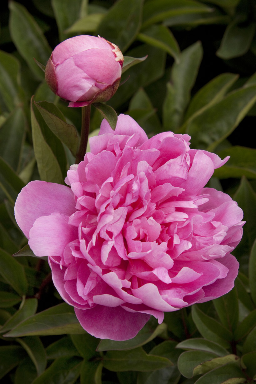 pink-parfaitherbaceous-peony