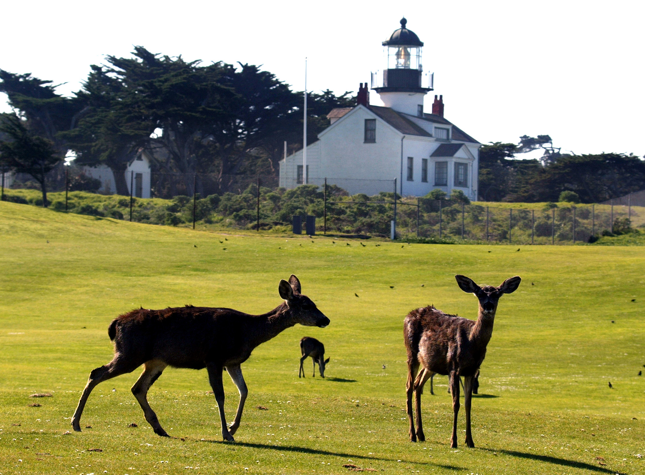 Pacific Grove
