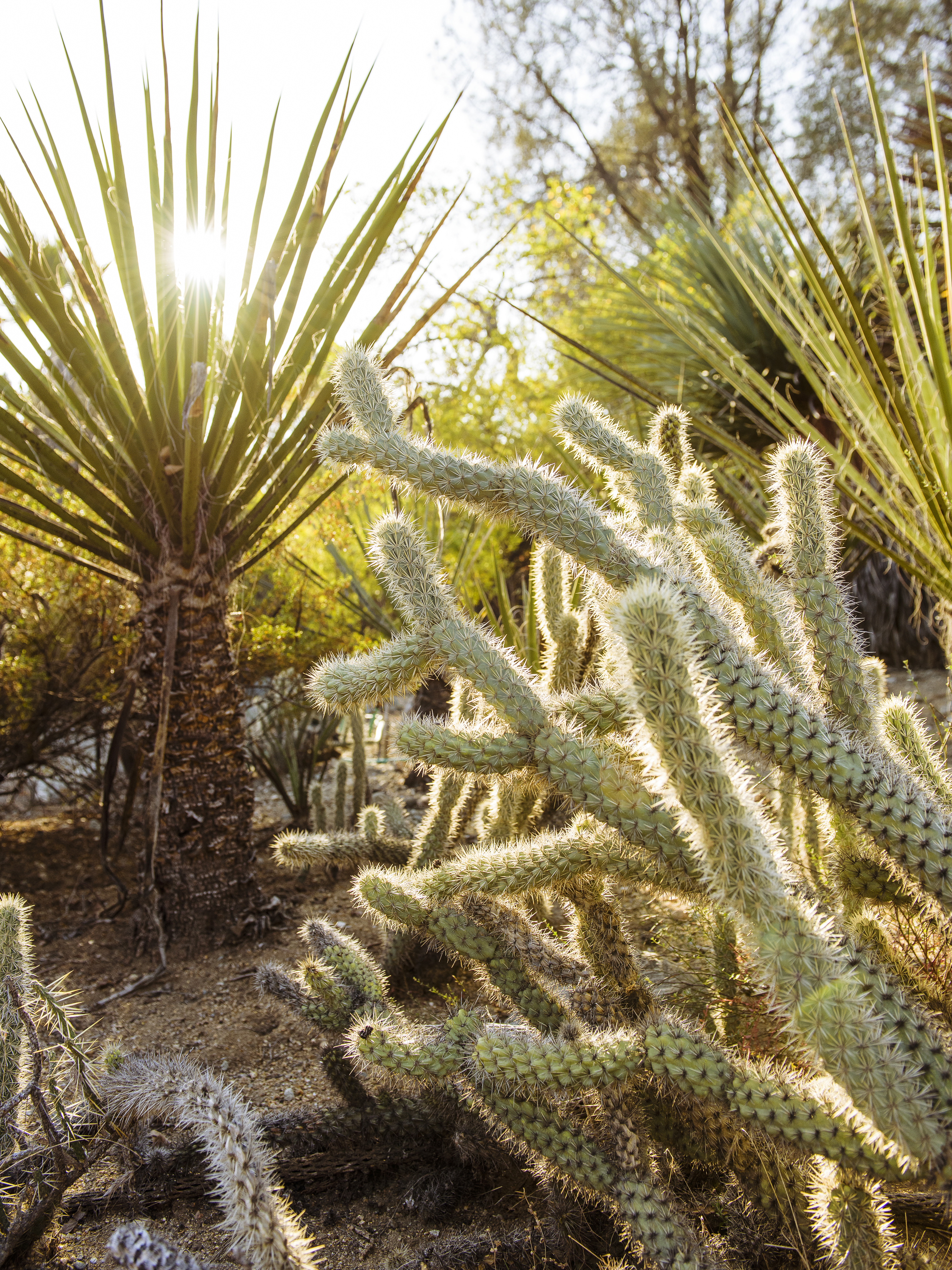 Best Desert Botanical Gardens to Visit in 2022
