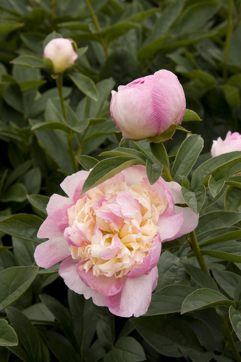 raspberry-sundaeherbaceous-peony