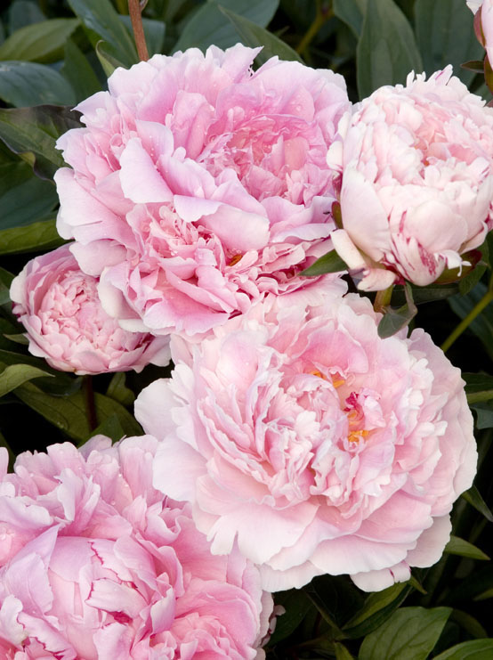 sarah-bernhardt-herbaceous-peony