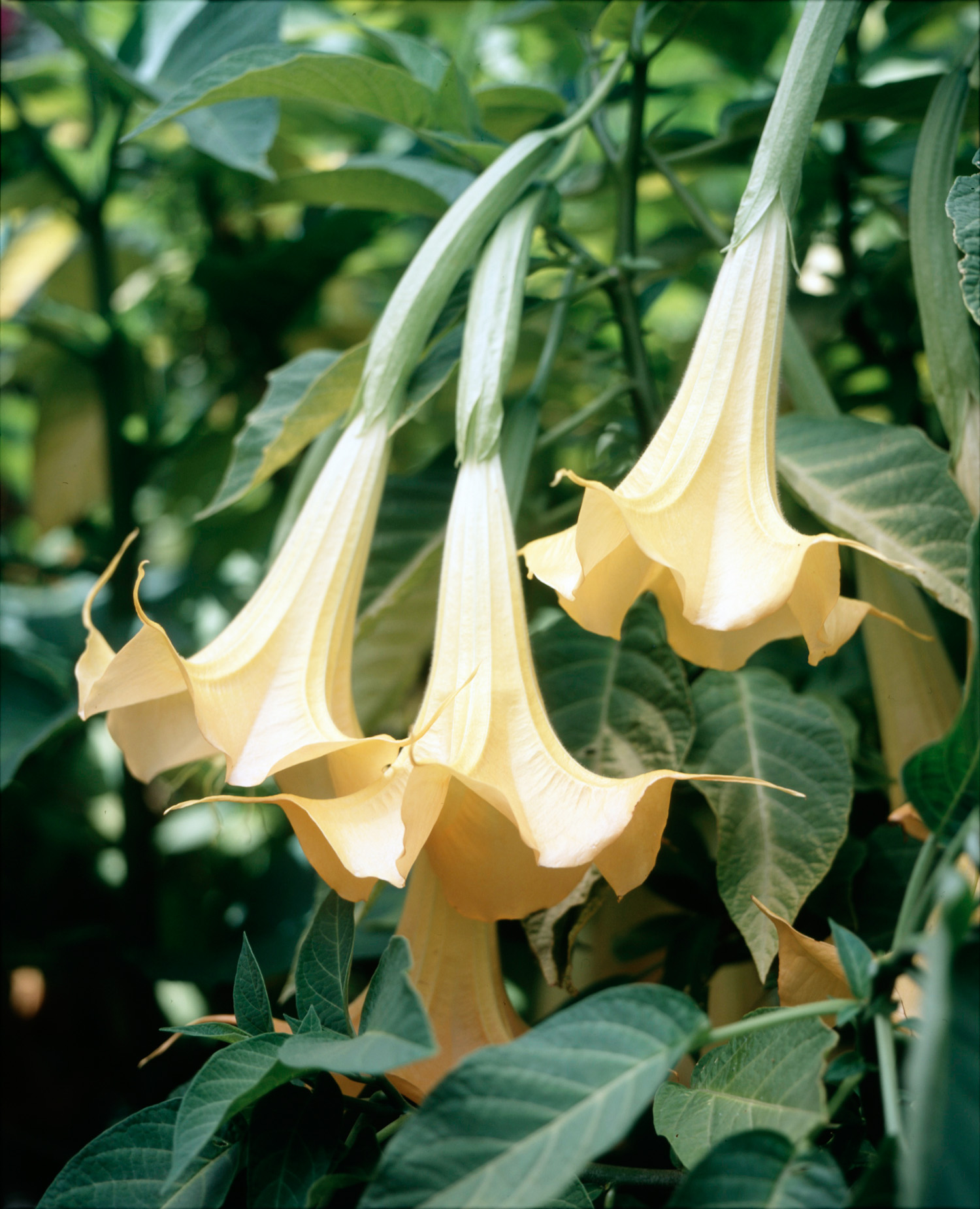 angels-trumpet