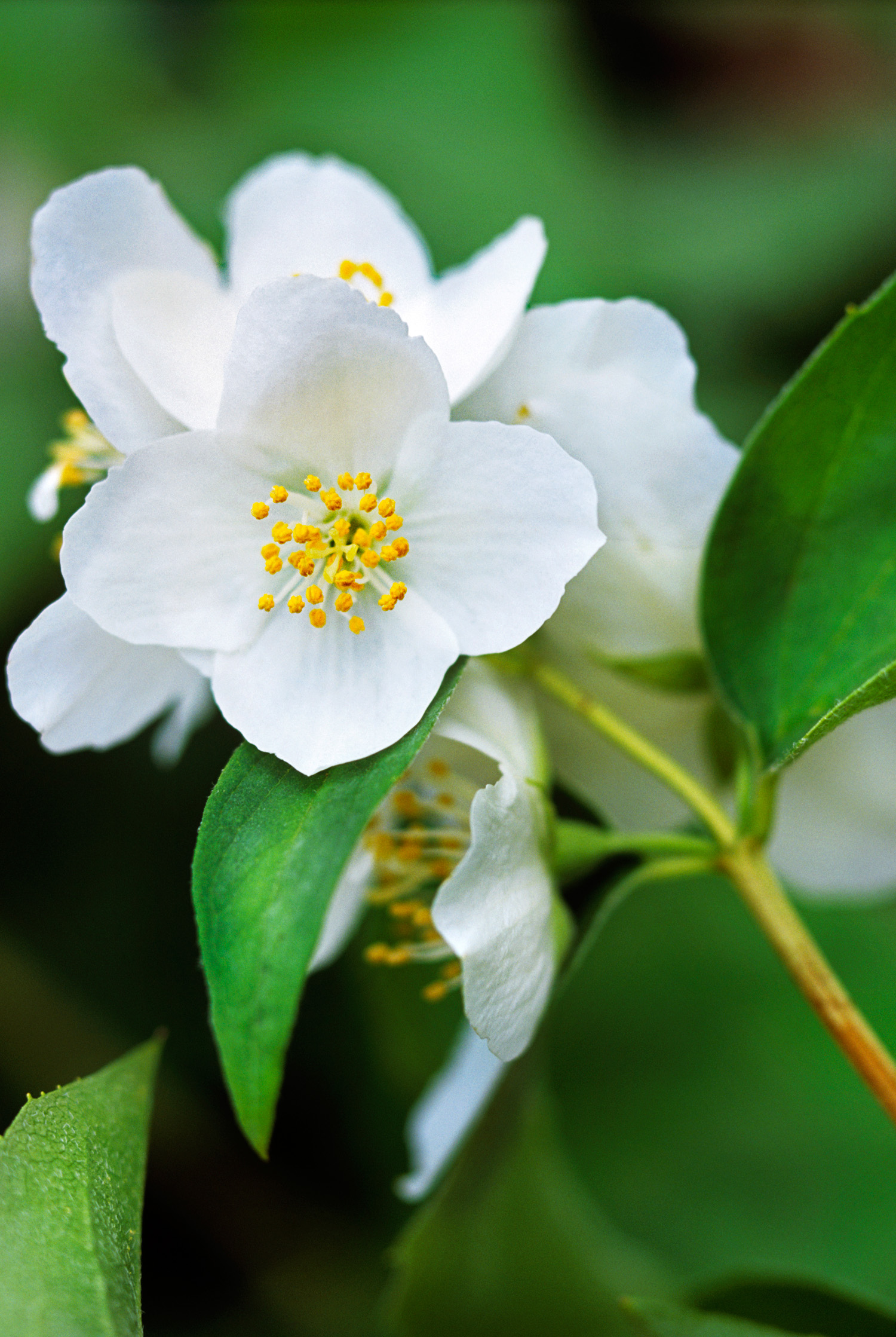 mock-orange