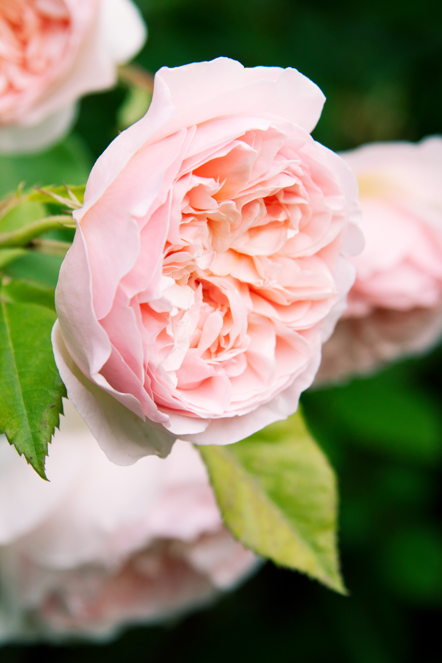 16 Favorite Fragrant Blossoms Sunset Magazine