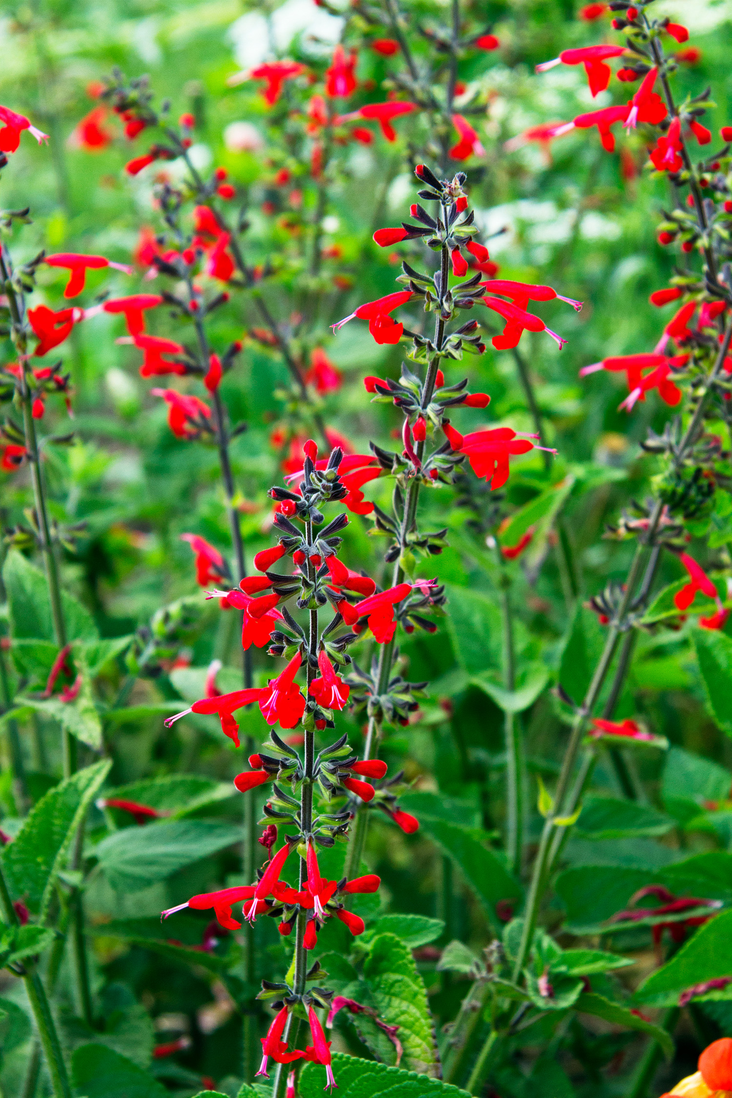 scarlet-pineapple-sage