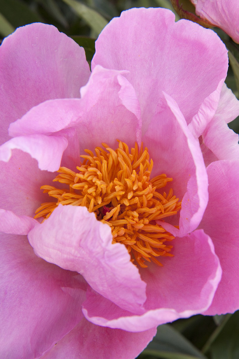 sea-shellherbaceous-peony