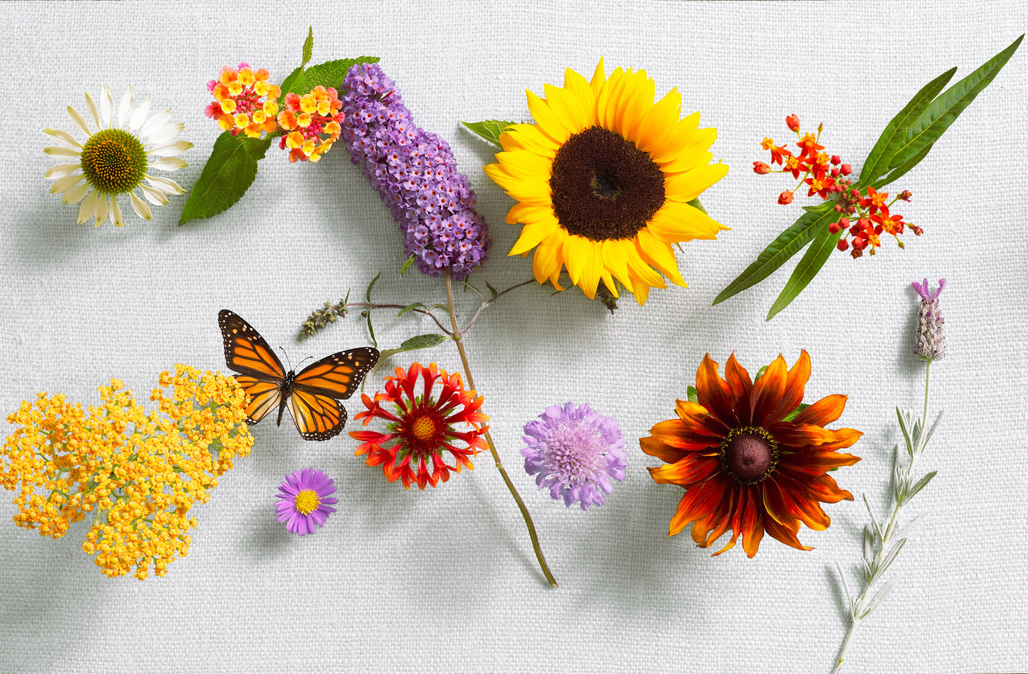 Best Flowers for Bees & Butterflies - Sunset Magazine