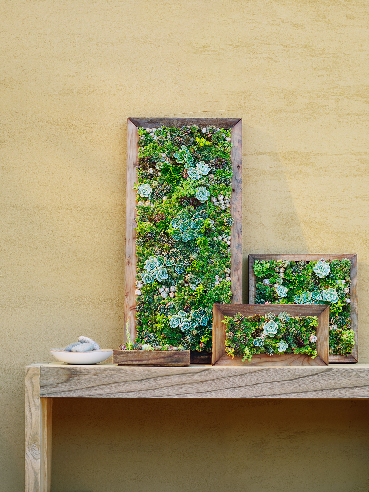 Make Your Own Living Succulent Art