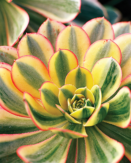 4-stock-up-on-succulents