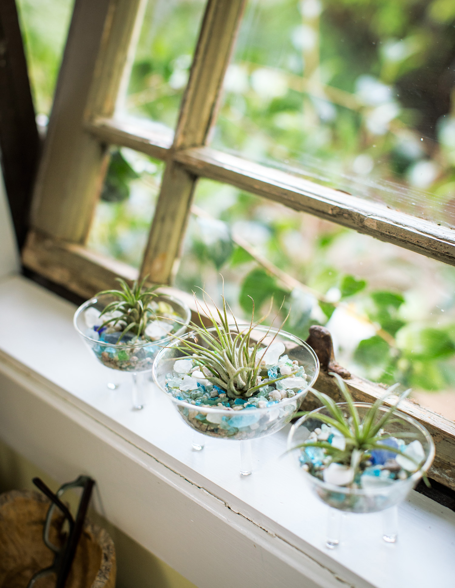 windowsill-garden