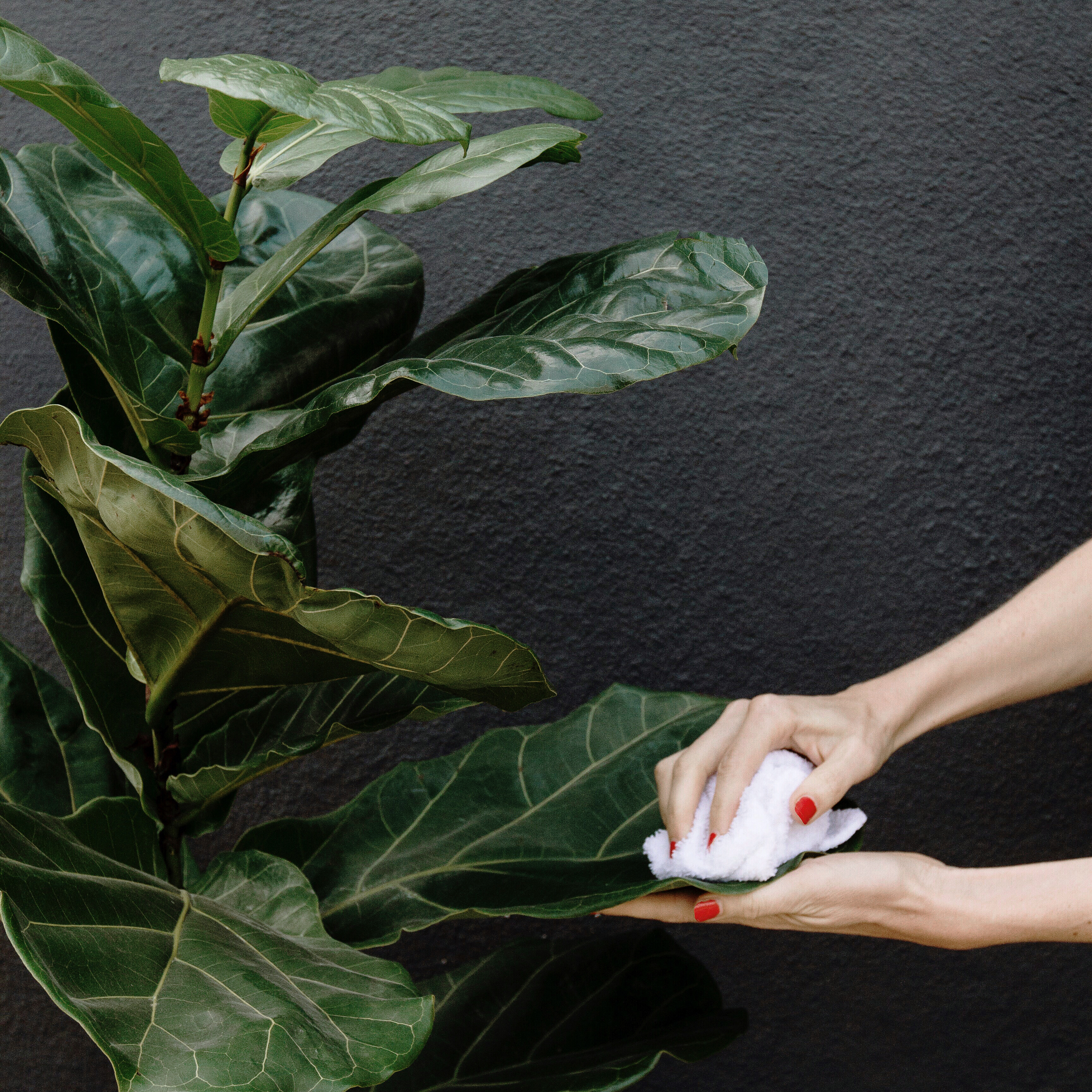 refresh-your-houseplants