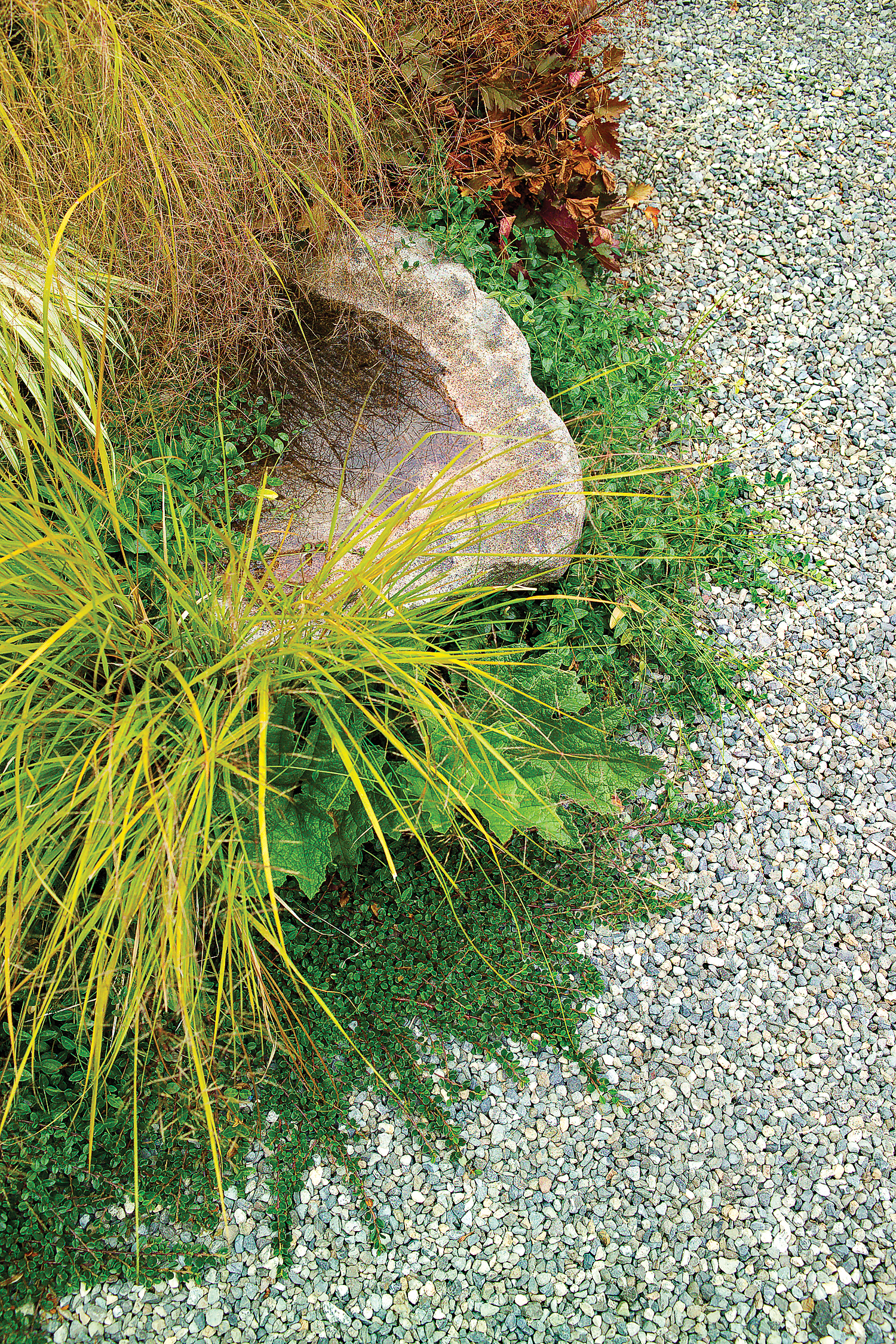 soften-a-path-with-plants