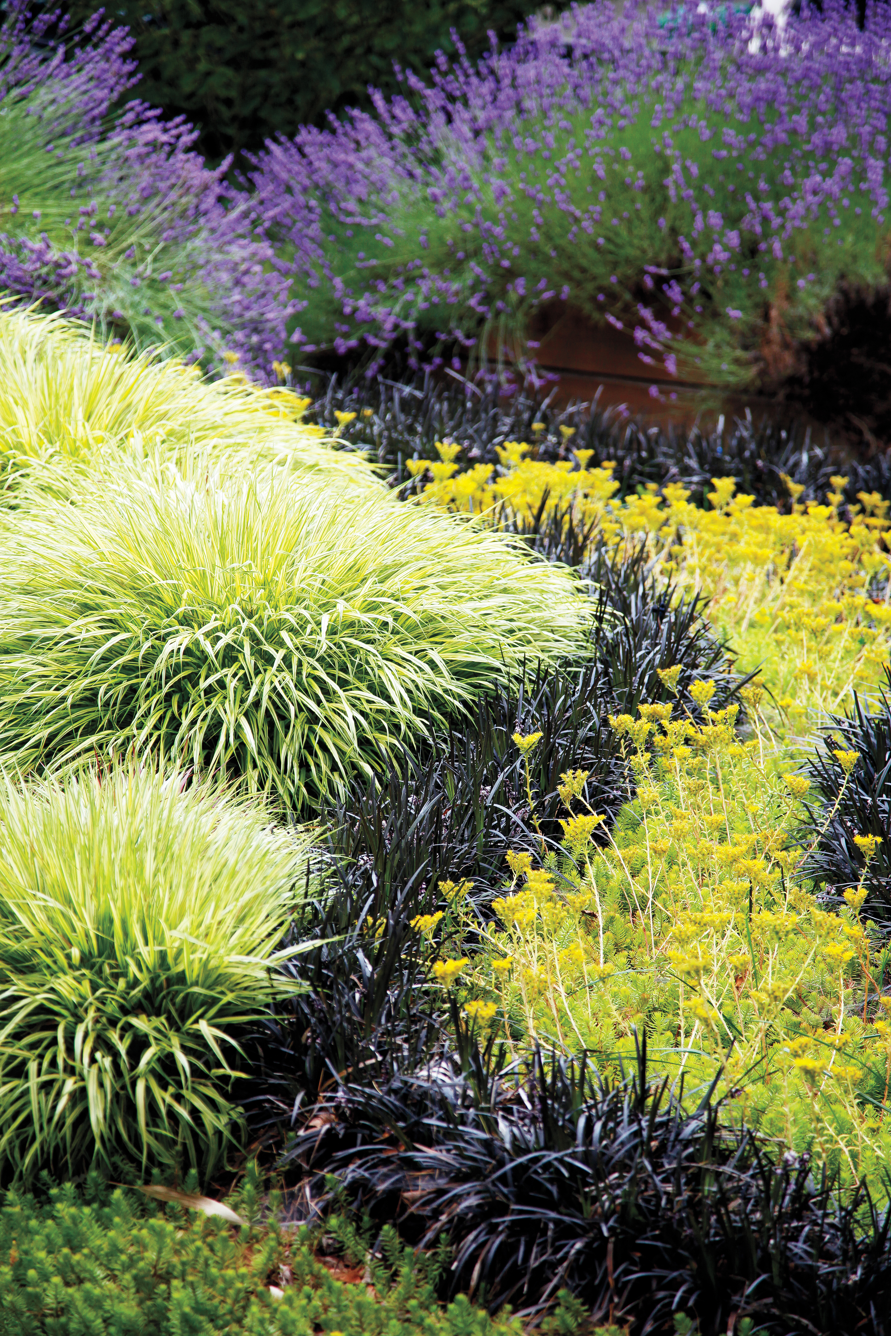 grow-a-ribbon-of-grass