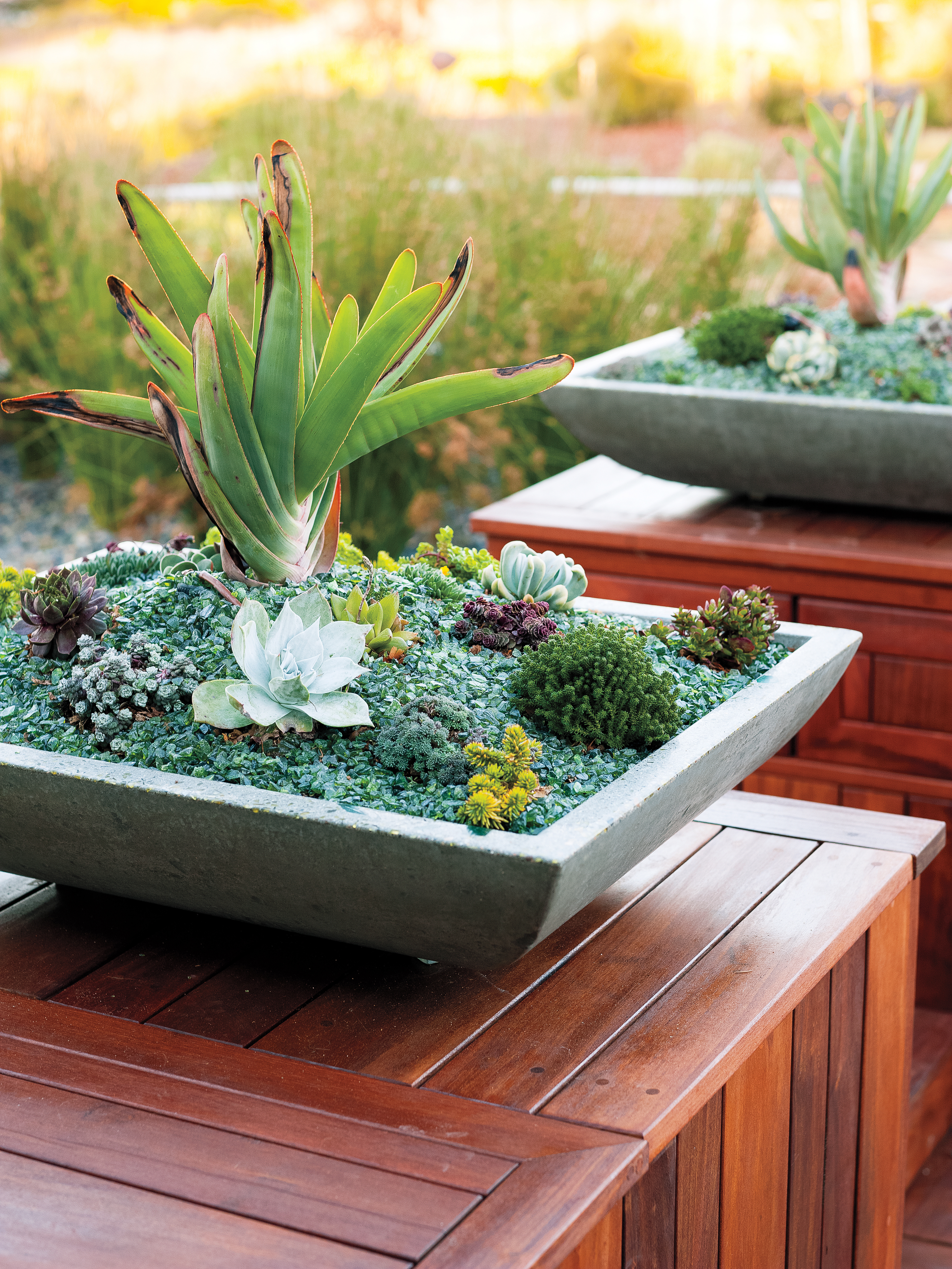 How to Grow Succulents Indoors
