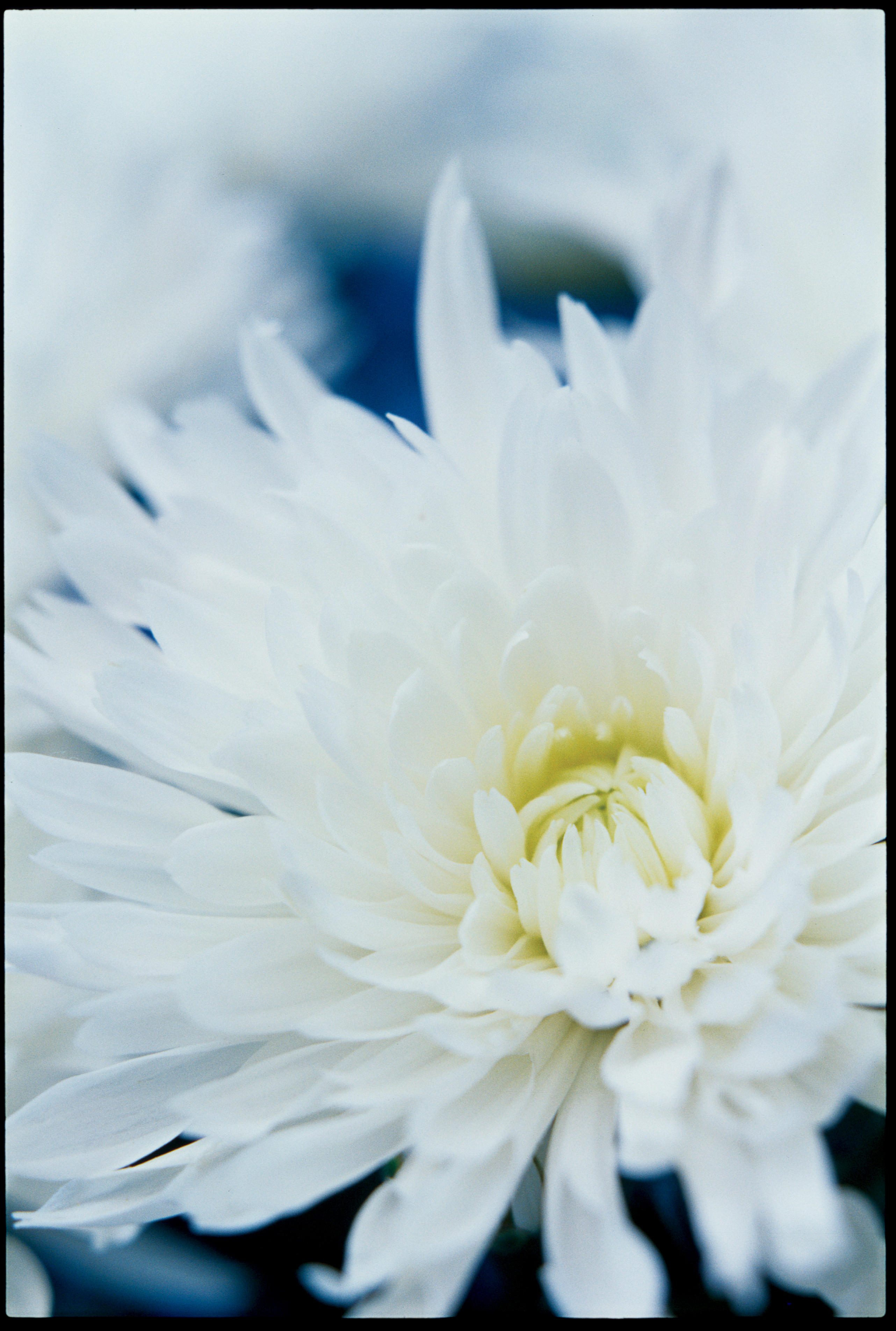 add-touches-of-winter-white