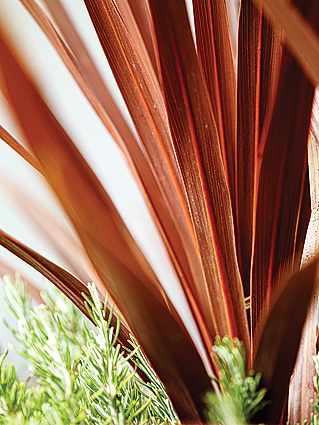 cordyline-australis-red-star