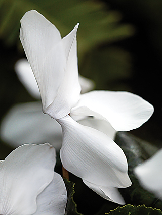 sierra-white-cyclamen