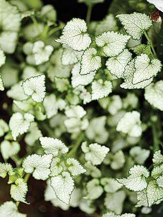 lamium-maculatum-white-nancy
