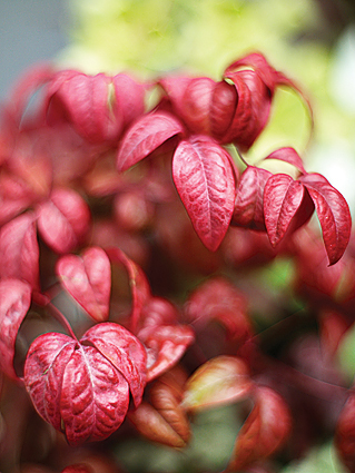 fire-power-nandina