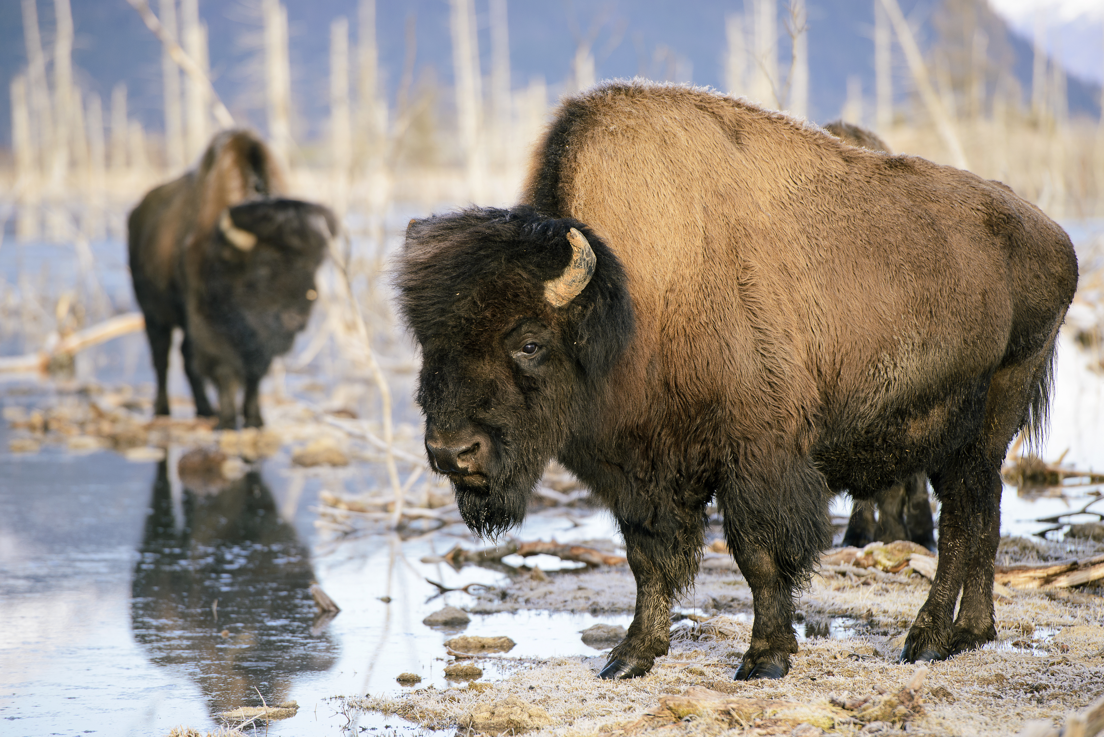 wood-bison-alaska