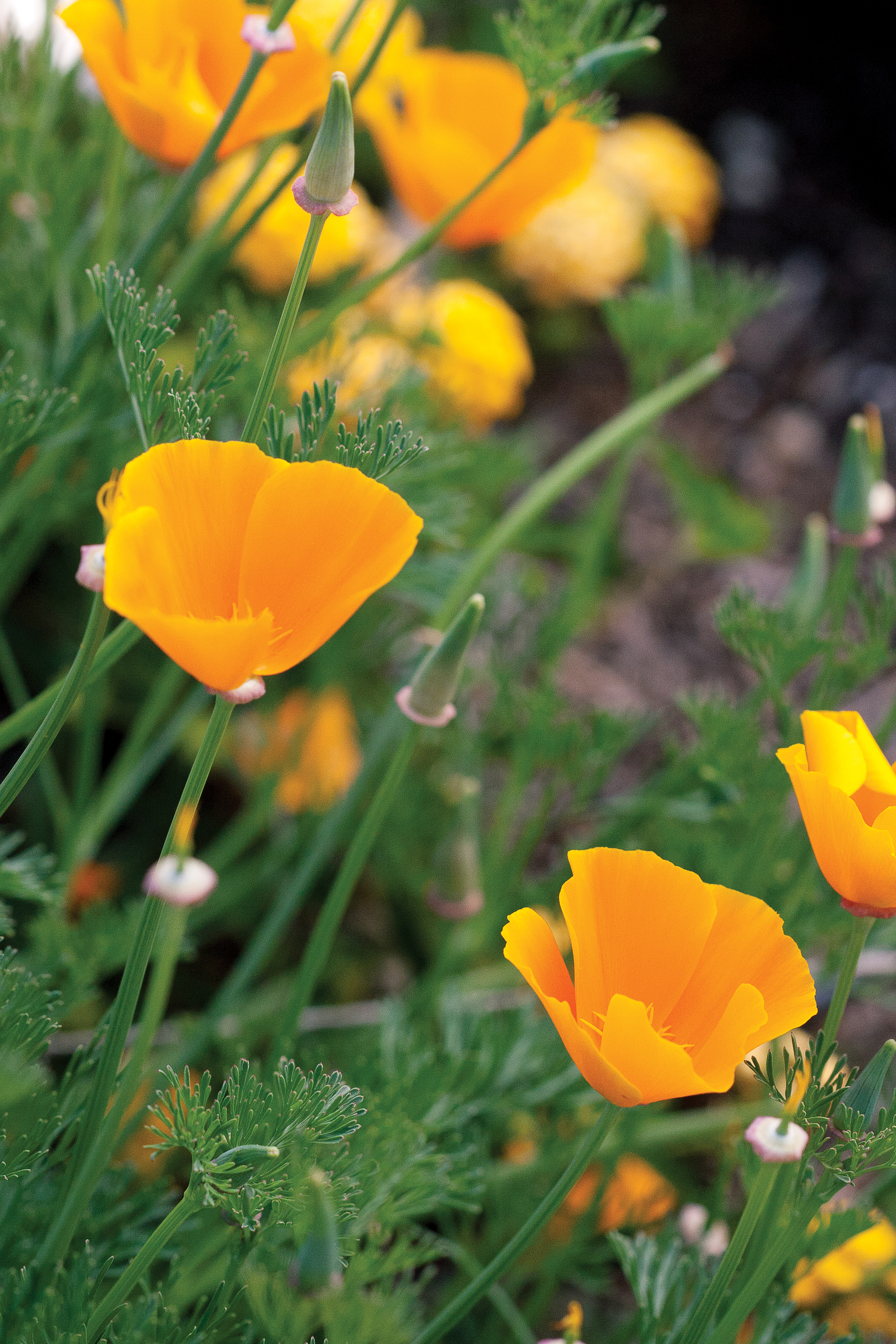 california-poppy
