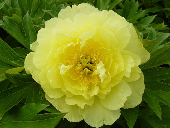 yellow-doodle-dandyitoh-hybrid-peony