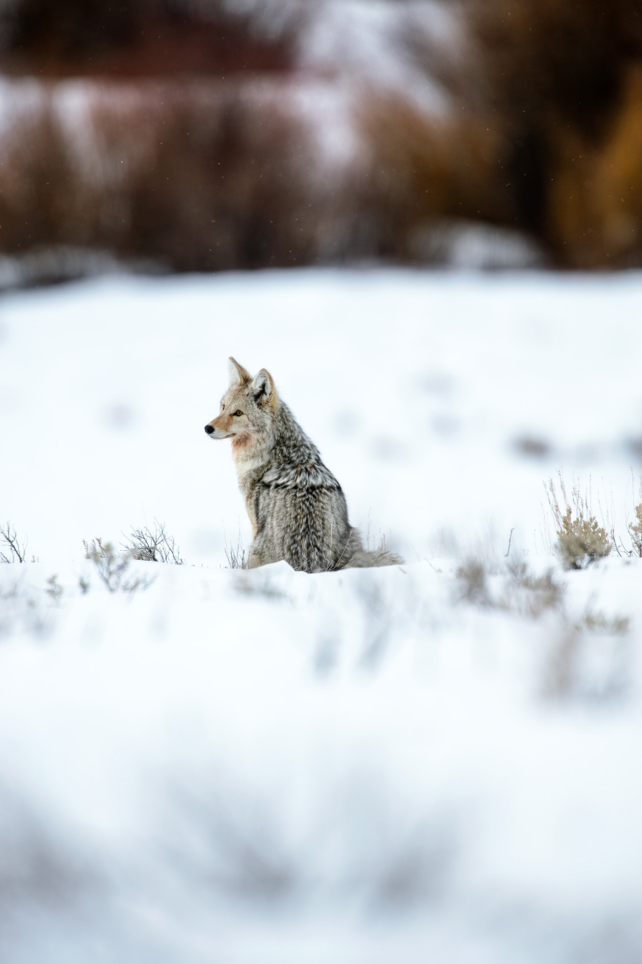 gray-wolves-yellowstone-national-park