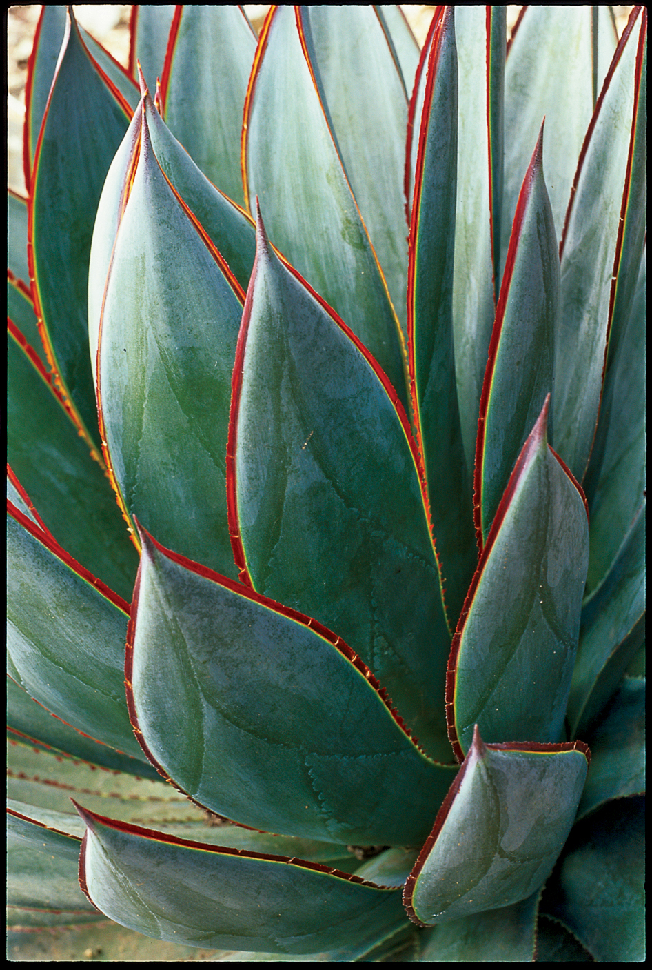 agave-blue-glow