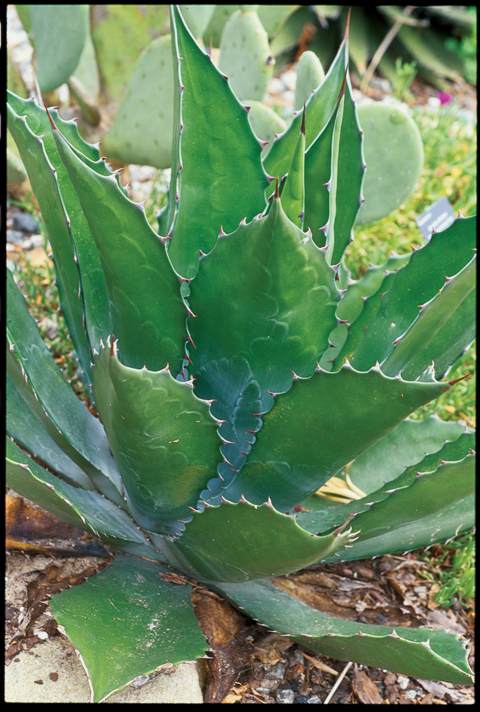 16 Agave Plants Sunset Sunset Magazine