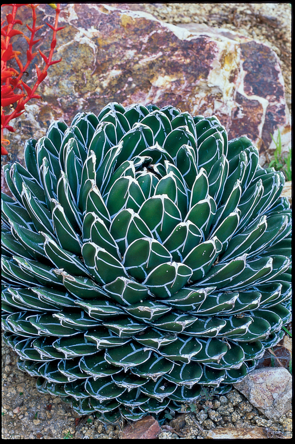 queen-victoria-agave-a-victoriae-reginae