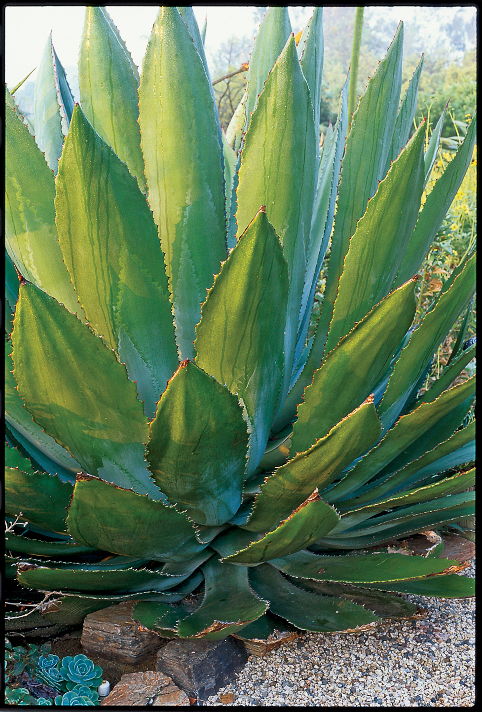 cowhorn-agave-a-bovicornuta
